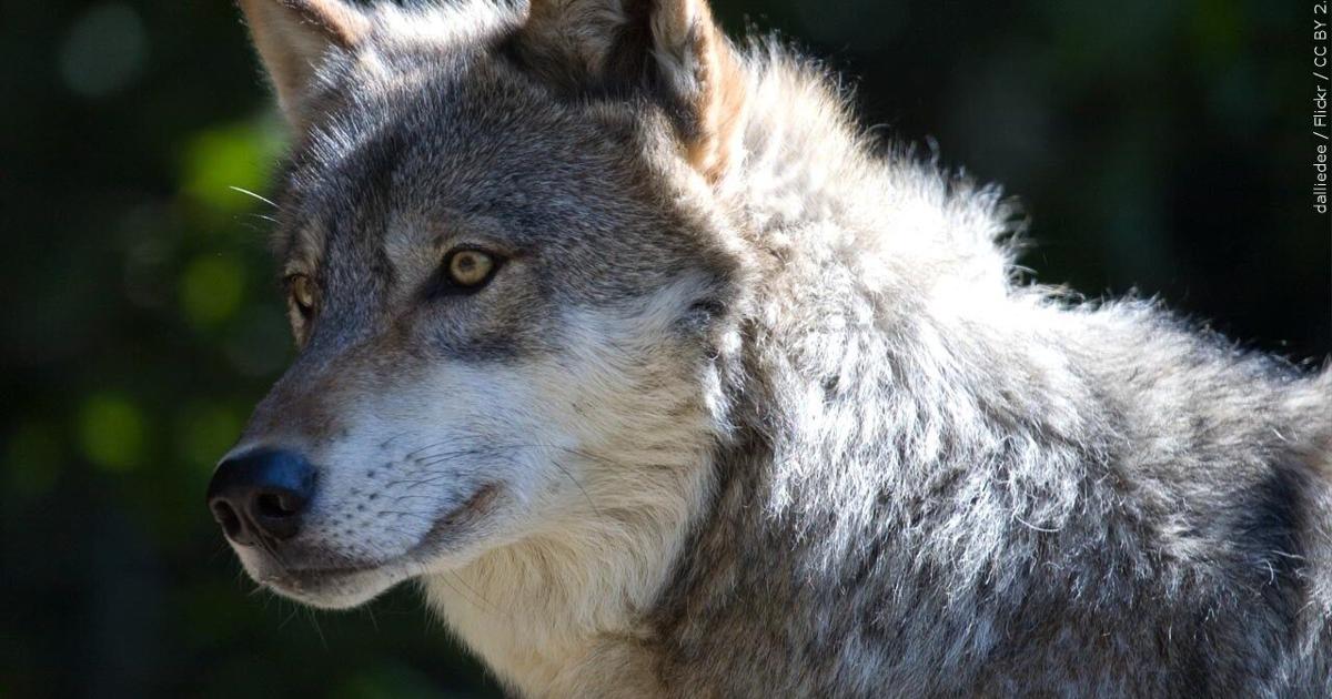 Cochise County adopts resolution opposing wolf reintroduction | Cochise County