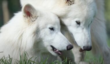 Genetically modified dire wolves brought back from extinction have 'doubled in size' | World | News