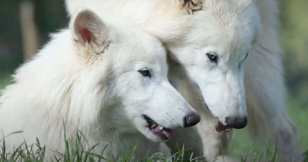 Genetically modified dire wolves brought back from extinction have 'doubled in size' | World | News