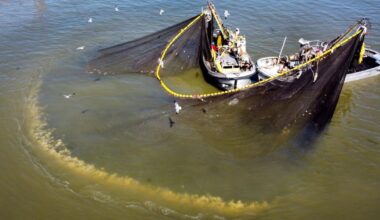 Louisiana Wildlife and Fisheries to receive menhaden study | Louisiana Outdoors