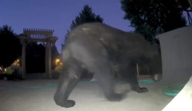 Black bear sightings reported near Stoughton