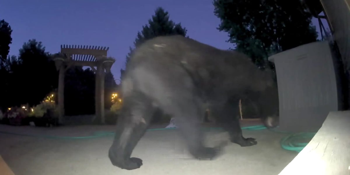 Black bear sightings reported near Stoughton