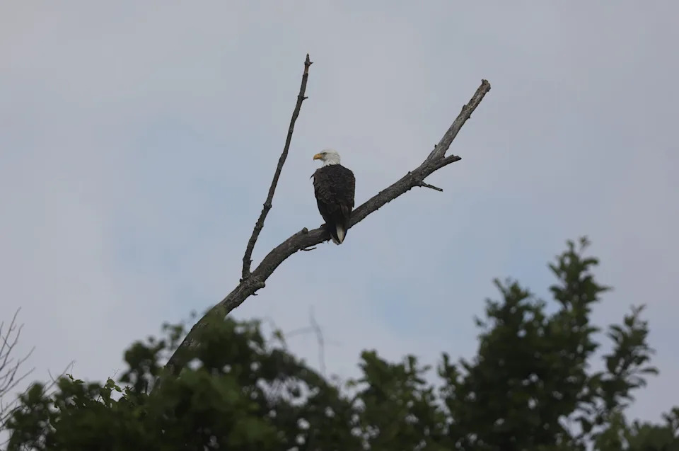 An American Bald Eagle sits on a limb looking over a field.