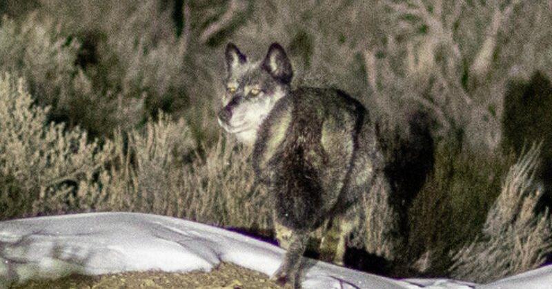 Colorado wolf reintroduction initiative faces funding issues | News