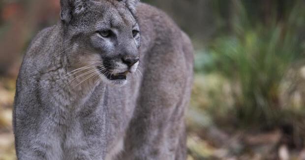 Florida Panther killed by vehicle in Pasco County | State