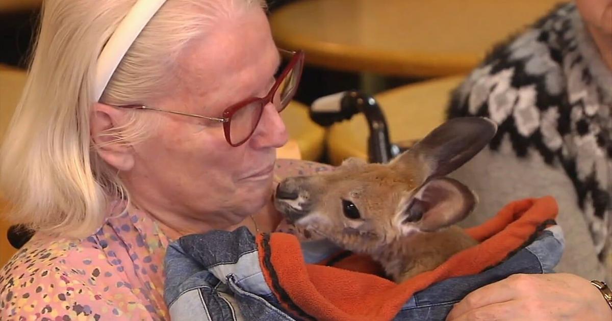 Residents get kick out of baby kangaroos that visited local retirement home | Bethelehm Area