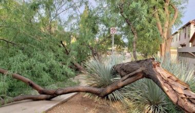 Keeping your trees healthy in monsoon season