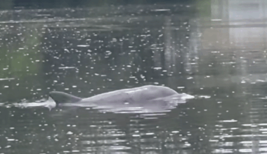 Dolphins Spotted Near Milton Park Docks | Latest News