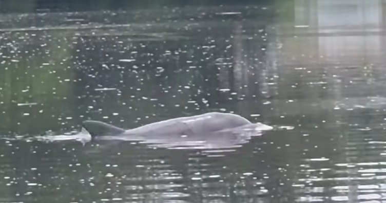 Dolphins Spotted Near Milton Park Docks | Latest News