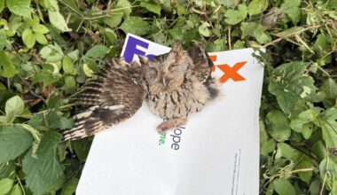 Akron Borough FedEx driver saves baby screech owl | Local News