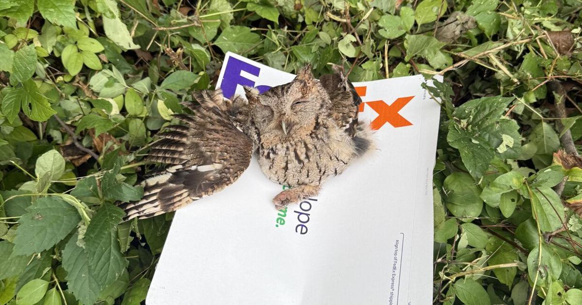 Akron Borough FedEx driver saves baby screech owl | Local News
