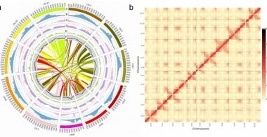 Chinese Landrace Sheds Light on Seed Weight Genetics in Pigeonpea