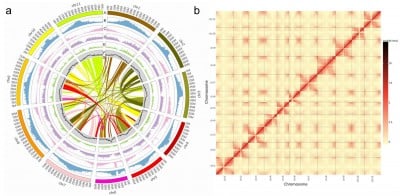Chinese Landrace Sheds Light on Seed Weight Genetics in Pigeonpea