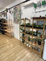 Succulents by ShelNe plant shop moves to new location in Mount Joy