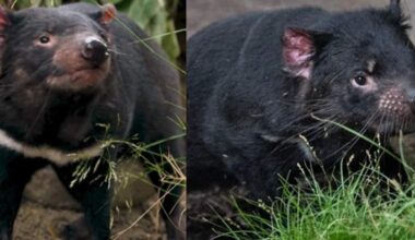 Tasmanian Devils Flotsam and Jetsam Arrive at San Diego Zoo | KFI AM 640
