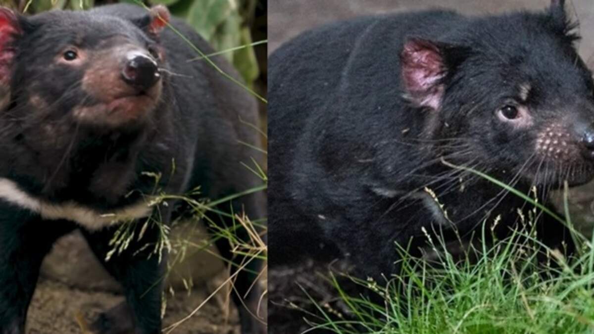 Tasmanian Devils Flotsam and Jetsam Arrive at San Diego Zoo | KFI AM 640