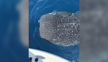 Whale shark sighting stuns offshore fishers near Captiva Island | Lee County