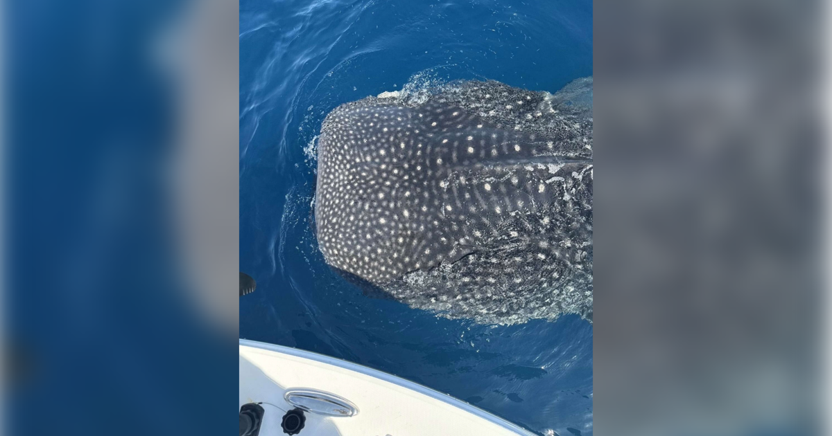 Whale shark sighting stuns offshore fishers near Captiva Island | Lee County