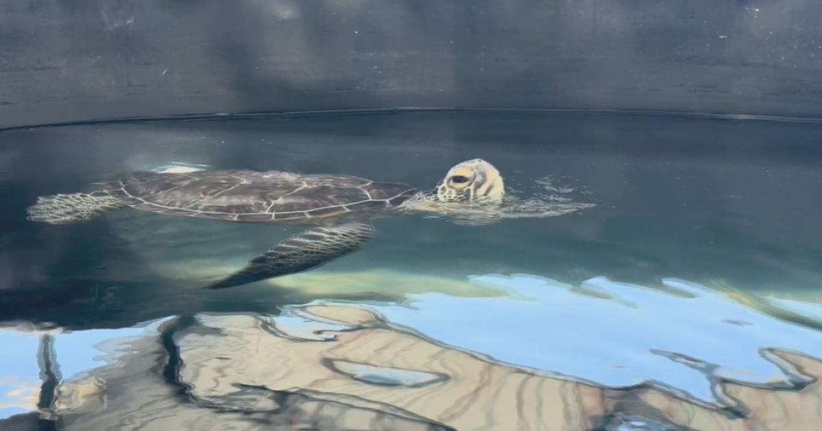 A new wave of hope for Hawaiʻi’s honu | News