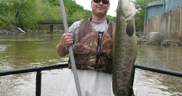 Town hosts 'Occoquan Snakehead Roundup' | Headlines