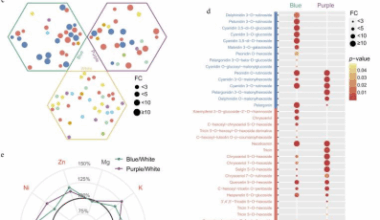 Colorful wheat, healthier grains: new genes and nutrients uncovered (Partially Approved)