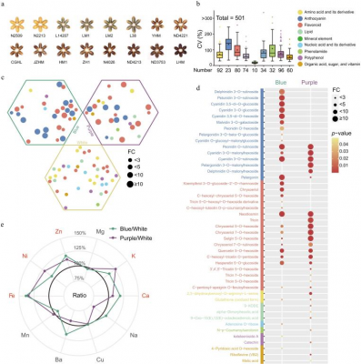 Colorful wheat, healthier grains: new genes and nutrients uncovered (Partially Approved)