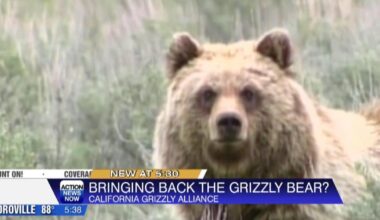 California group pushes to bring back grizzly bears | News