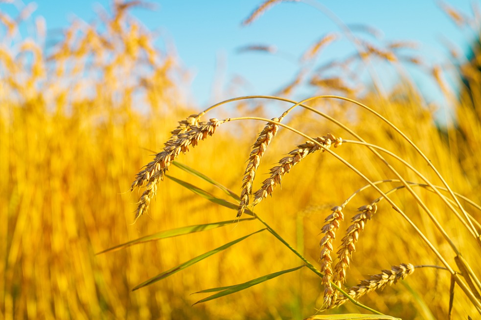 Genetic map unveiled to help fight 'wheat cancer'