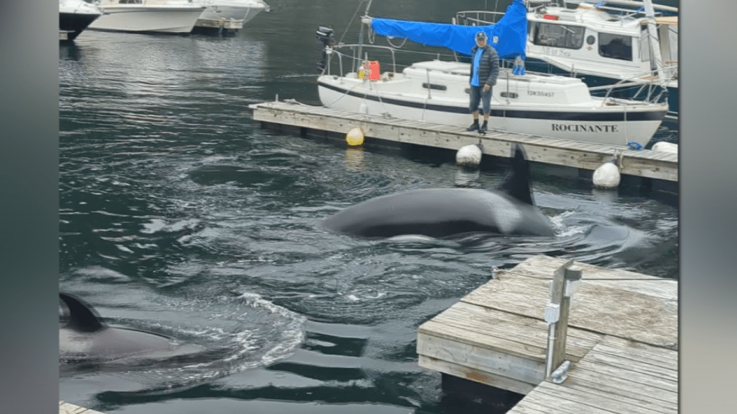 Click to play video: 'Close-encounter with orca pod in Horseshoe Bay'
