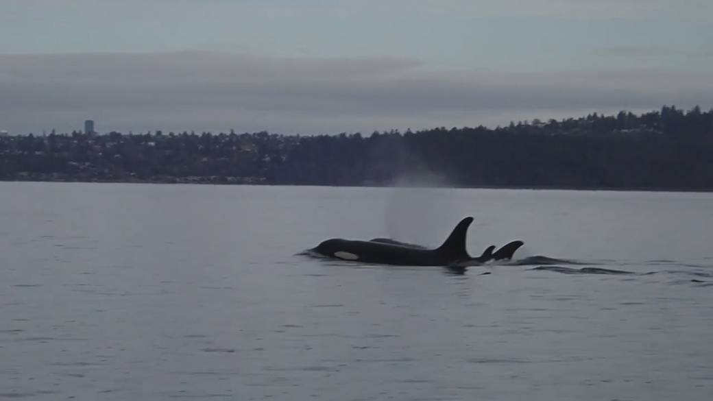 Click to play video: 'Orca carries body of her dead calf, just as she did for weeks in 2018'