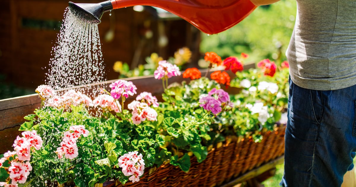 Drought status declared in eight counties as heatwave conditions expected this week – The Irish Times