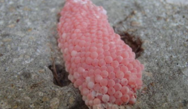 Have you seen these pink blobs? They may be one of Florida’s worst invaders