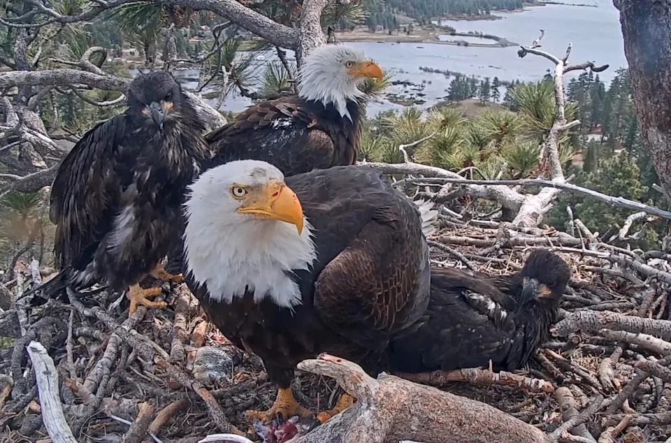 The Big Bear bald eagles are pictured in their nest near Big Bear Lake on Monday, May 12, 2025.