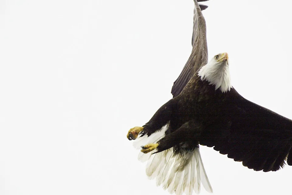 A bald eagle flies over Prince William Sound on April 6, 2004, near Valdez, Alaska.