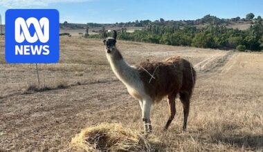 'Guard llama' Larry killed in dog attack at hobby farm near Geraldton