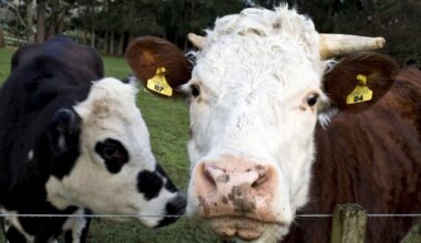 Canada shores up New Zealand trade with dairy concessions in face of U.S. pressure