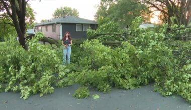 Who is responsible for tree clean up after a storm?