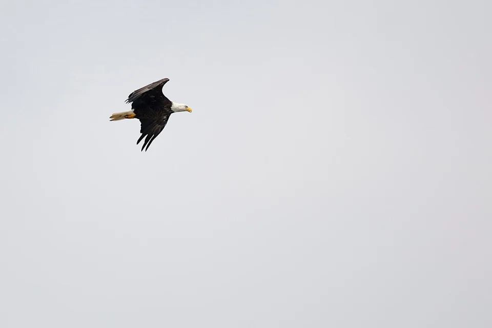 A bald eagle flies over the course during the second round of the 3M Open at TPC Twin Cities on July 26, 2024, in Blaine, Minnesota.