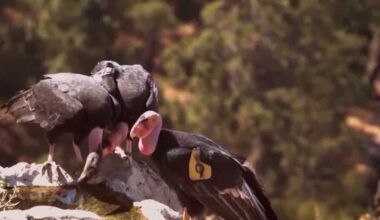 Hearst Foundation awards Ventana Wildlife Society with $125,000 grant for conservation