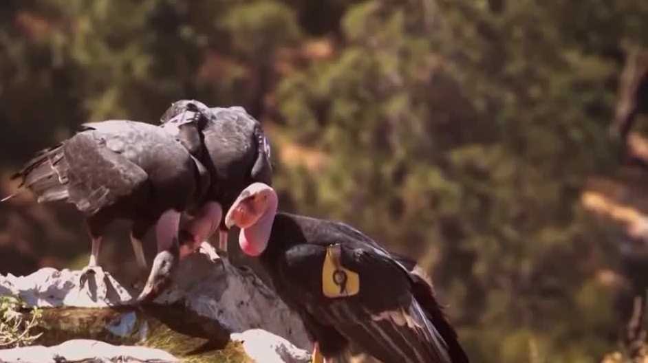 Hearst Foundation awards Ventana Wildlife Society with $125,000 grant for conservation