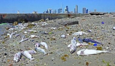 What scientists found in Kuwaiti waters is a game-changer for marine life