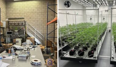 MCSO shuts down massive marijuana grow operation in east Phoenix