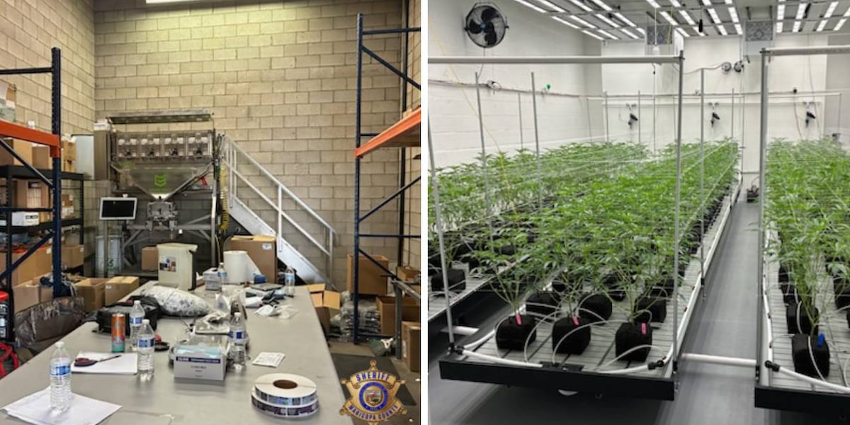 MCSO shuts down massive marijuana grow operation in east Phoenix