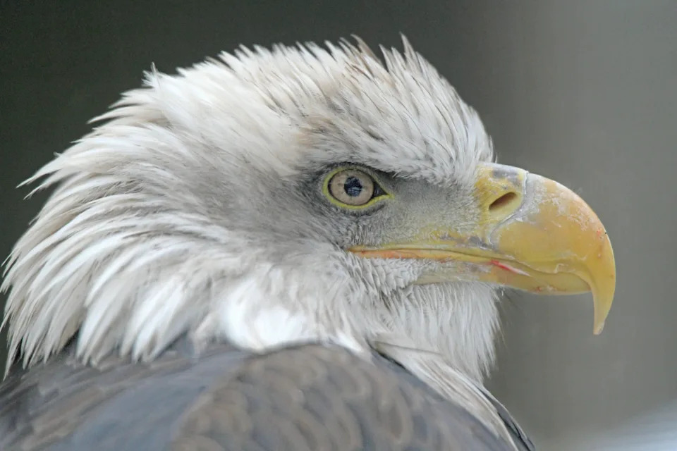 Saint Alice rests in her cage on a cold morning Wednesday. She is an American Bald Eagle and permenant resident at the Ohio Bird Sanctuary.