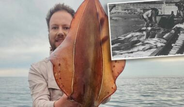 Sixth-generation fisherman's sad admission amid calls to declare national disaster off Aussie coast