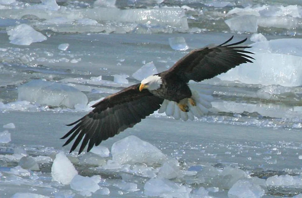 Prairie du Chien celebrates Bald Eagle Appreciations Days Feb. 28-29.