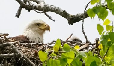 Bald eagle population makes incredible jump in Ohio