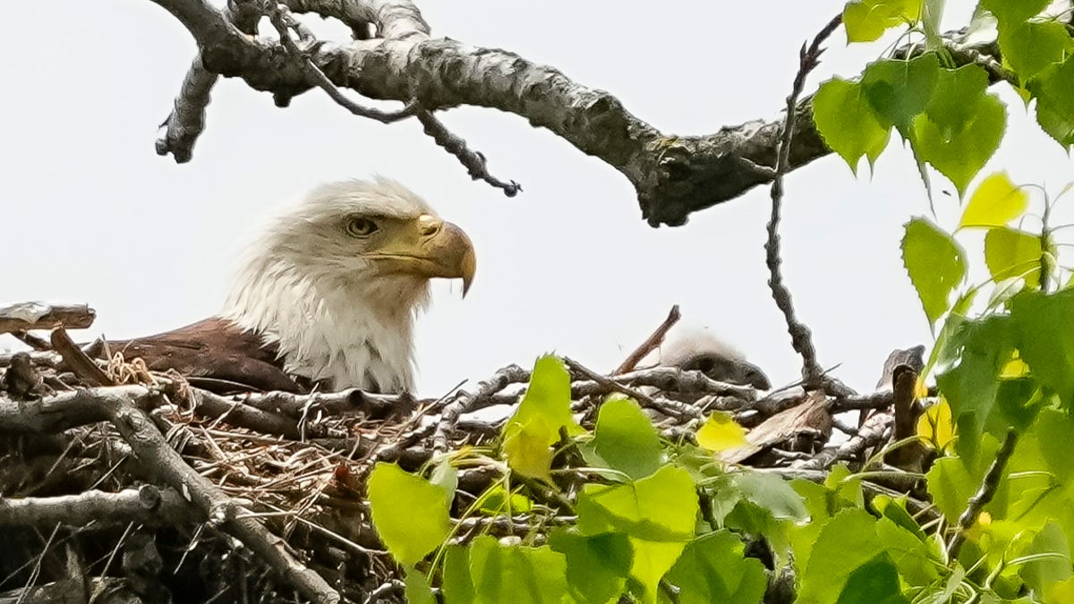 Bald eagle population makes incredible jump in Ohio