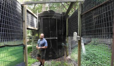 Appalachian Bear Rescue renovates so it can accept cubs again