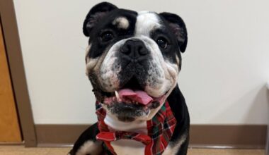 These cats and dogs are up for adoption at Jacksonville-area shelters